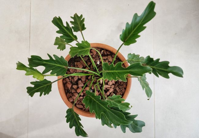 Apartamento en Nosara - B21 - Condo Bismarckia Apartamento en Nosara - B21 - Condo Bismarckia