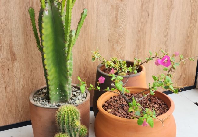 Apartment in Nosara - B21 - Condo Bismarckia Apartment in Nosara - B21 - Condo Bismarckia